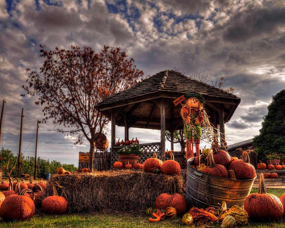 Garden Halloween Photo Booth Idea - Hay bail surrounded by lots of pumpkins